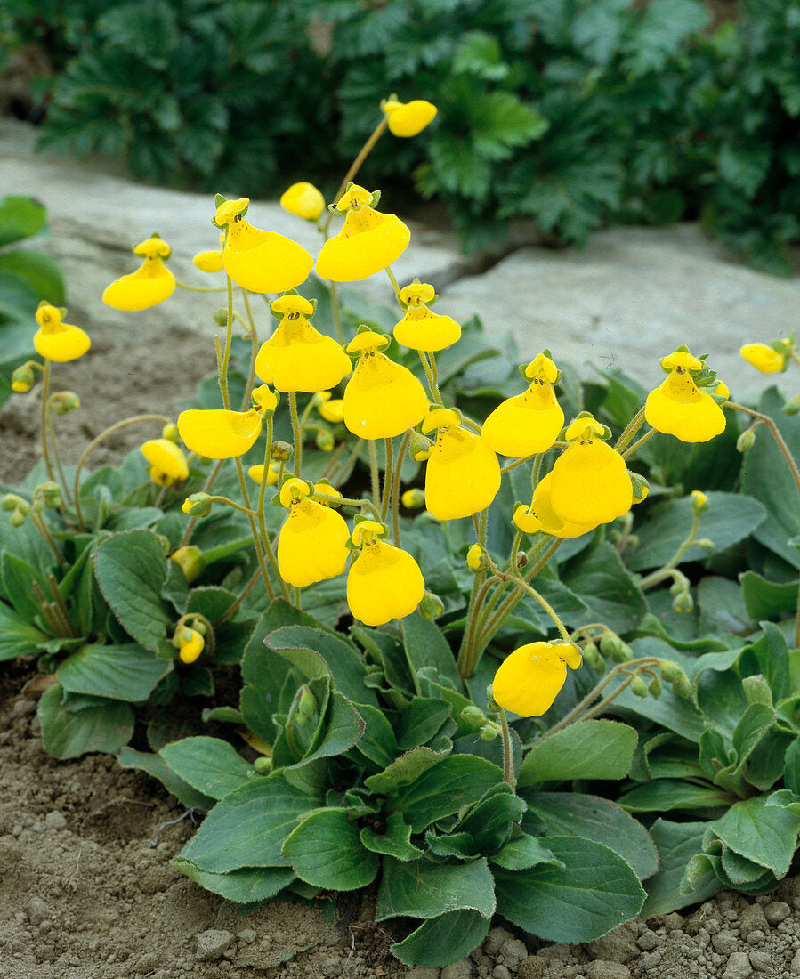 Calceolaria Flower seeds for Planting Cut Flower Favorite Heirloom & GMO Free Seeds for Home Garden