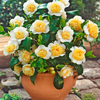 White Yellow Camellia Flower seeds for Planting - Easy to Grow, Heirloom & GMO Free Seeds for Home Garden
