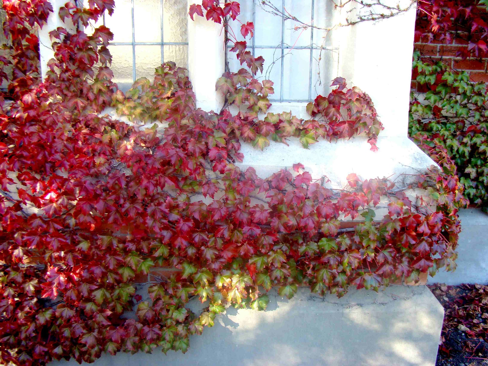 Parthenocissus Tricuspidata Seeds Flower seeds for Planting Compact Growth Heirloom & GMO Free Seeds for Home Garden 
 
 Sale