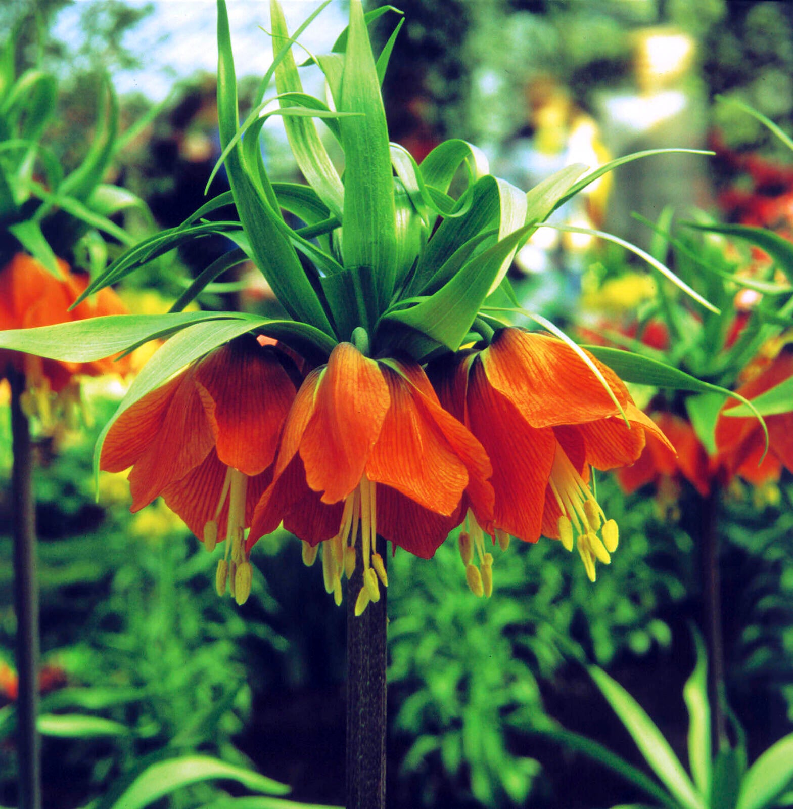 Red Crown Imperial Fritillaria Flower Seeds, Heirloom Non-GMO Blooms for Elegant Spring Garden Planting