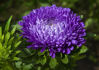 Blue White Chrysanthemum Flower seeds for Planting - Premium Quality, Heirloom & GMO Free Seeds for Home Garden
