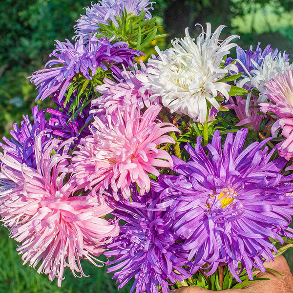 Giant Asters Flower Seeds for Planting