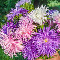 Giant Asters Flower Seeds for Planting