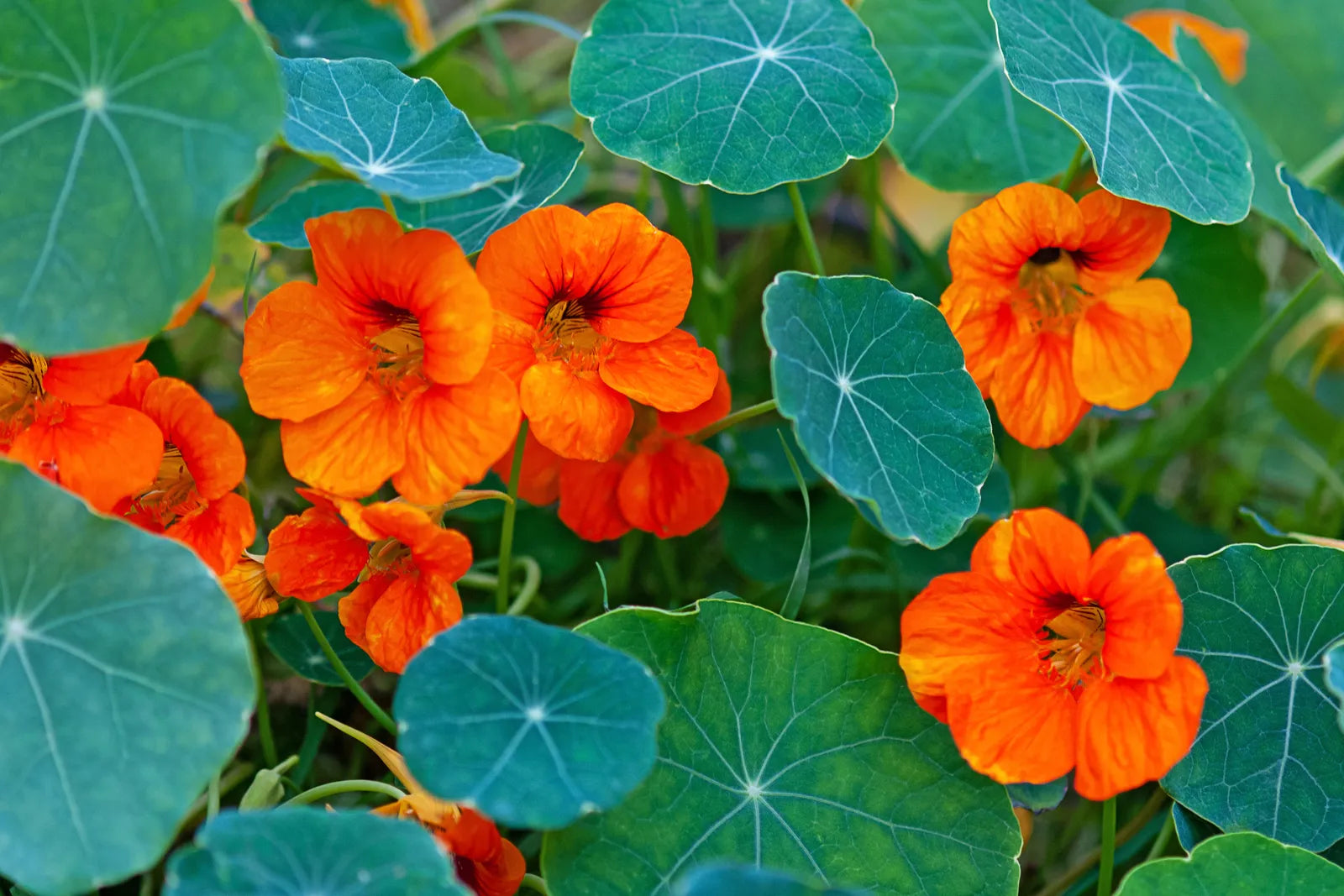 Nasturtium Flower seeds for Planting Garden Favorite Heirloom & GMO Free Seeds for Home Garden