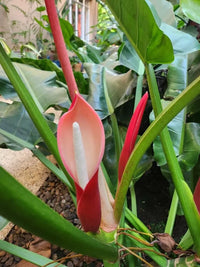 Philodendron Flower seeds for Planting Premium Quality Heirloom & GMO Free Seeds for Home Garden