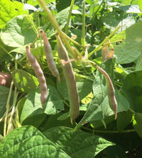 Black Turtle Bean Seeds for Planting  Premium Vegetable Seeds