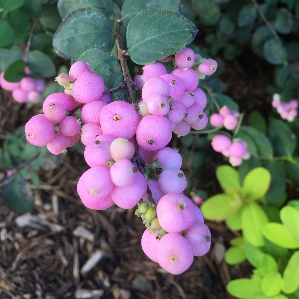 Coralberry Flower seeds for Planting Sun Loving Heirloom & GMO Free Seeds for Home Garden