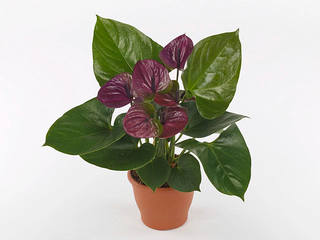 Violet Anthurium Flower Seeds Flower seeds for Planting Seasonal Bloomer Heirloom & GMO Free Seeds for Home Garden