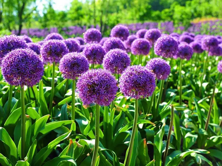 Giant Allium Giganteum Seeds for Planting home garden flower bed