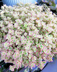 Little Missy Flower seeds for Planting Compact Growth Heirloom & GMO Free Seeds for Home Garden