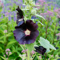 Hollyhock Flower seeds for Planting Bright Blooms Heirloom & GMO Free Seeds for Home Garden