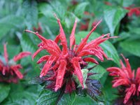 Goldmelisse Flower seeds for Planting - Compact Growth, Heirloom & GMO Free Seeds for Home Garden