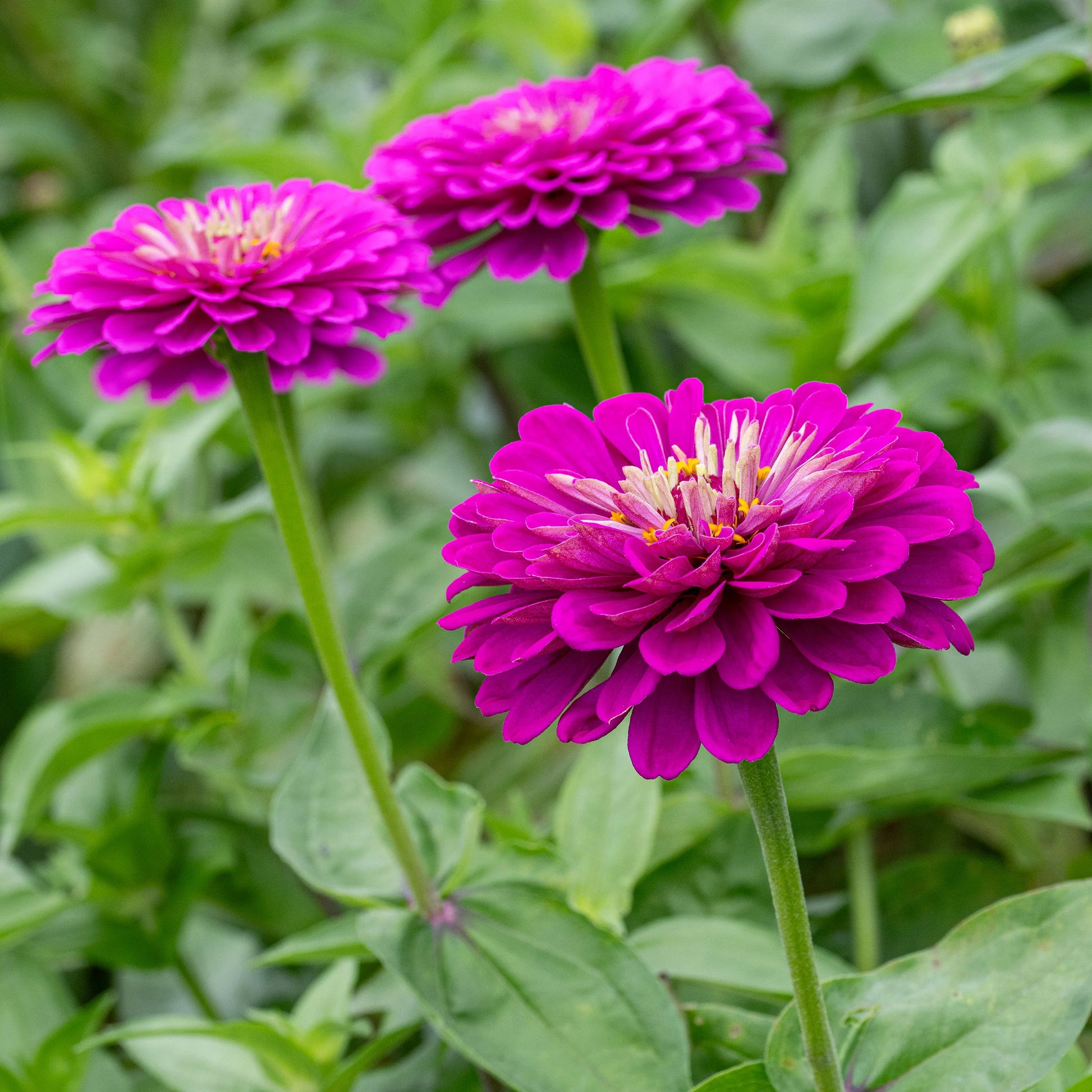 California Giant Zinnia Seeds for Huge, Colorful Zinnia Blooms