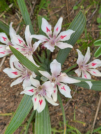 Babiana Tubulosa Flower seeds for Planting Bright Blooms Heirloom & GMO Free Seeds for Home Garden