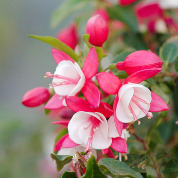 Red and White Fuchsias Seeds for Planting