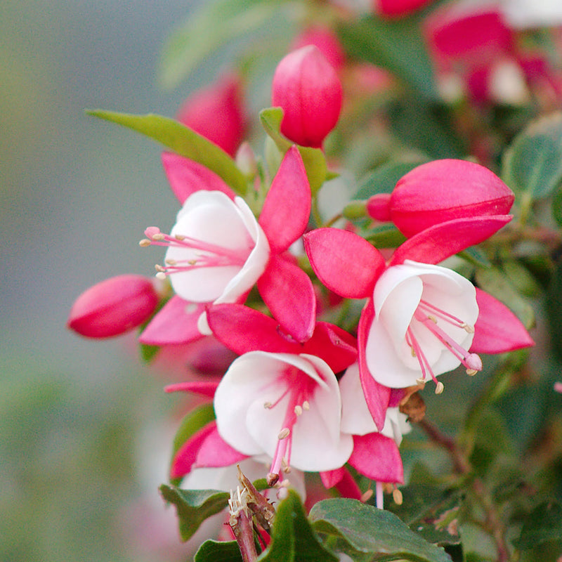 Red and White Fuchsias Seeds for Planting