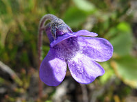 Blue Butterwort Flower seeds for Planting Easy to Grow Heirloom & GMO Free Seeds for Home Garden 
 
 Sale