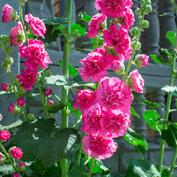 Holly Hock Flower seeds for Planting Garden Favorite Heirloom & GMO Free Seeds for Home Garden