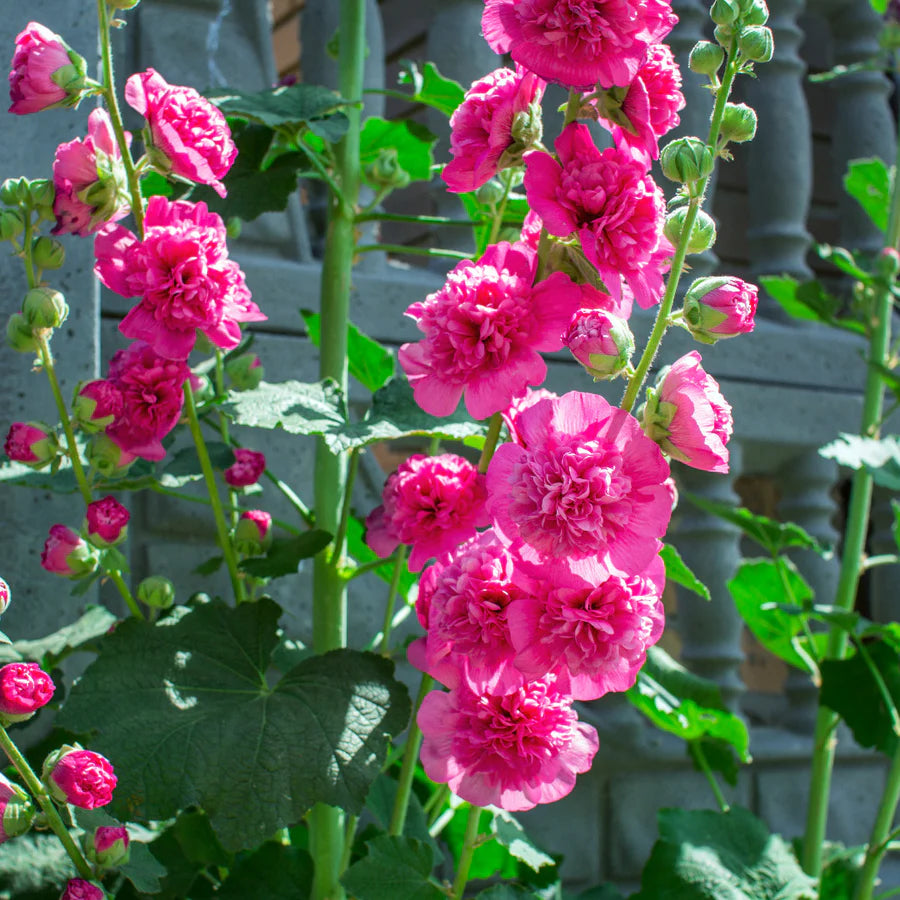 Pink Hollyhock Flower seeds for Planting Colorful Display Heirloom & GMO Free Seeds for Home Garden
 
 Sale
