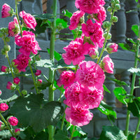 Pink Hollyhock Flower seeds for Planting Colorful Display Heirloom & GMO Free Seeds for Home Garden
 
 Sale