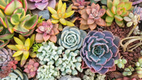 Succulent Flower seeds for Planting Shade Tolerant Heirloom & GMO Free Seeds for Home Garden
