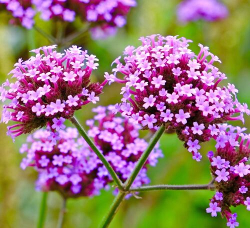 Verbena Flower Seeds for Planting