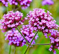 Verbena Flower Seeds for Planting
