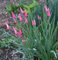 Peppermint Stick Tulip Flower seeds for Planting Easy to Grow Heirloom & GMO Free Seeds for Home Garden