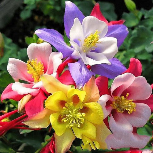 Mixed Aquilegia Flower seeds for Planting Garden Favorite Heirloom & GMO Free Seeds for Home Garden 
 
 Sale