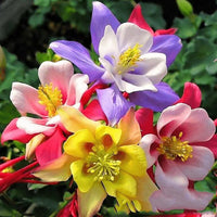 Mixed Aquilegia Flower seeds for Planting Garden Favorite Heirloom & GMO Free Seeds for Home Garden 
 
 Sale