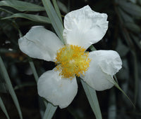Eggflowers Flower seeds for Planting - Shade Tolerant, Heirloom & GMO Free Seeds for Home Garden