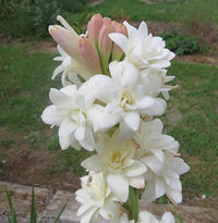 Asperata Flower seeds for Planting - Hardy Variety, Heirloom & GMO Free Seeds for Home Garden
 
 Sale for planting in home garden.