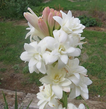 Asperata Flower seeds for Planting - Hardy Variety, Heirloom & GMO Free Seeds for Home Garden
 
 Sale for planting in home garden.