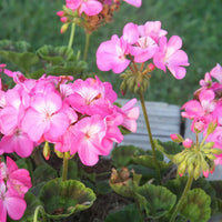 Pelargonium Flower seeds for Planting Long Bloom Season Heirloom & GMO Free Seeds for Home Garden 
 
 Sale