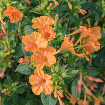 Orange Mirabilis Flower Seeds for Planting Seasonal Bloomer Heirloom & GMO Free Seeds for Home Garden
 
 Sale