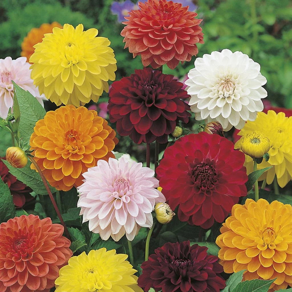 Mix Dahlia Fantasy Flower seeds for Planting - Drought Tolerant, Heirloom & GMO Free Seeds for Home Garden