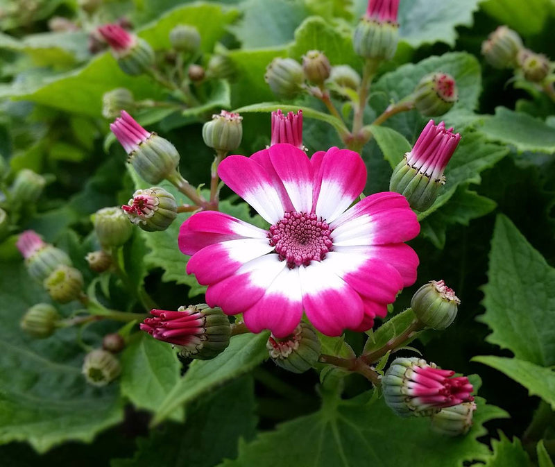 Pink White Cineraria Flower seeds for Planting - Compact Growth, Heirloom & GMO Free Seeds for Home Garden