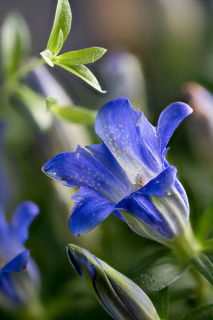 Gentiana Scabra Flower seeds for Planting Perfect for Borders Heirloom & GMO Free Seeds for Home Garden