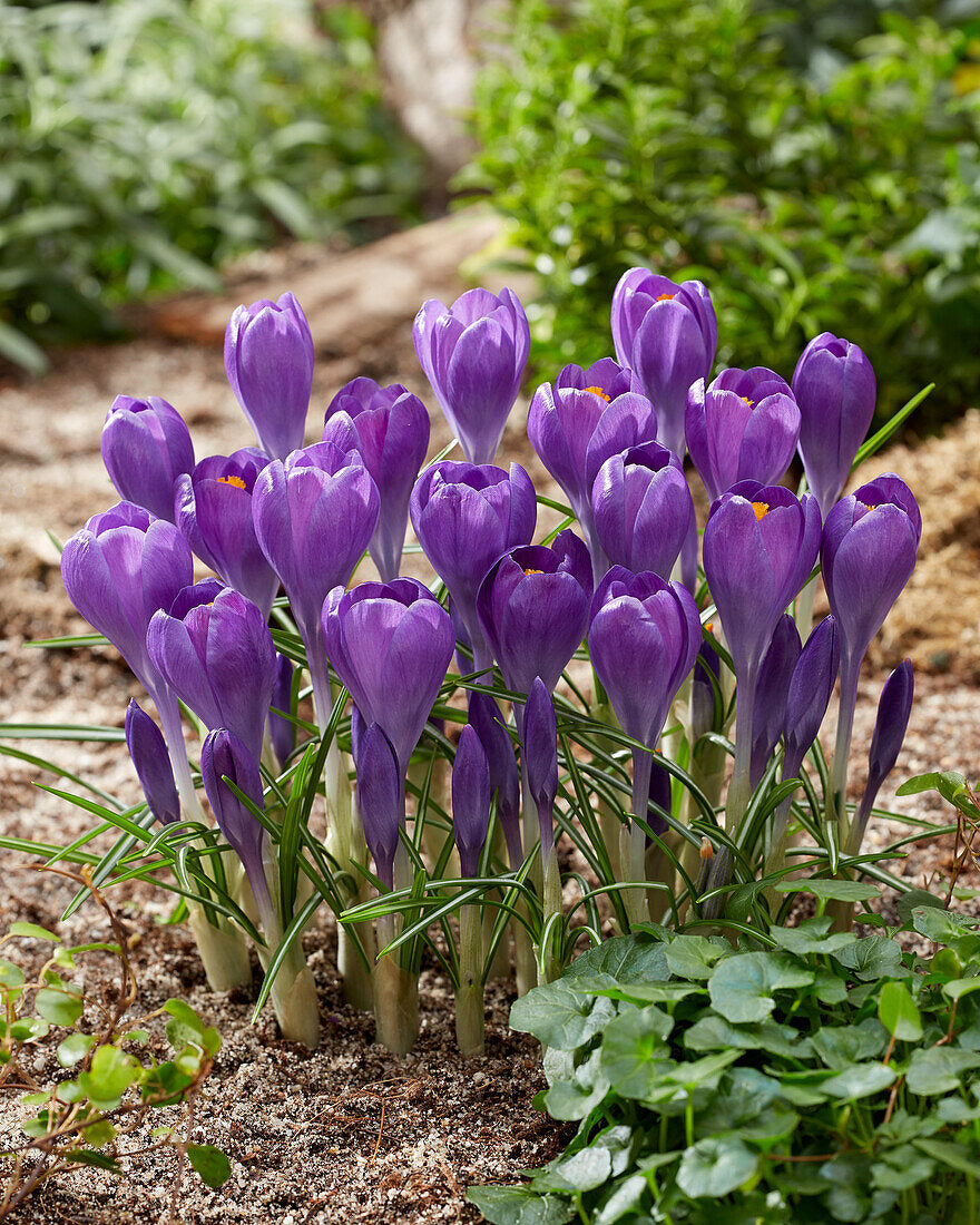 Blue Ocean crocus Flower seeds for Planting - Colorful Display, Heirloom & GMO Free Seeds for Home Garden
 
 Sale seeds for home garden