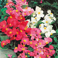 Begonia Semi di Fiore Misti Flower Seeds for Perennial Gardens