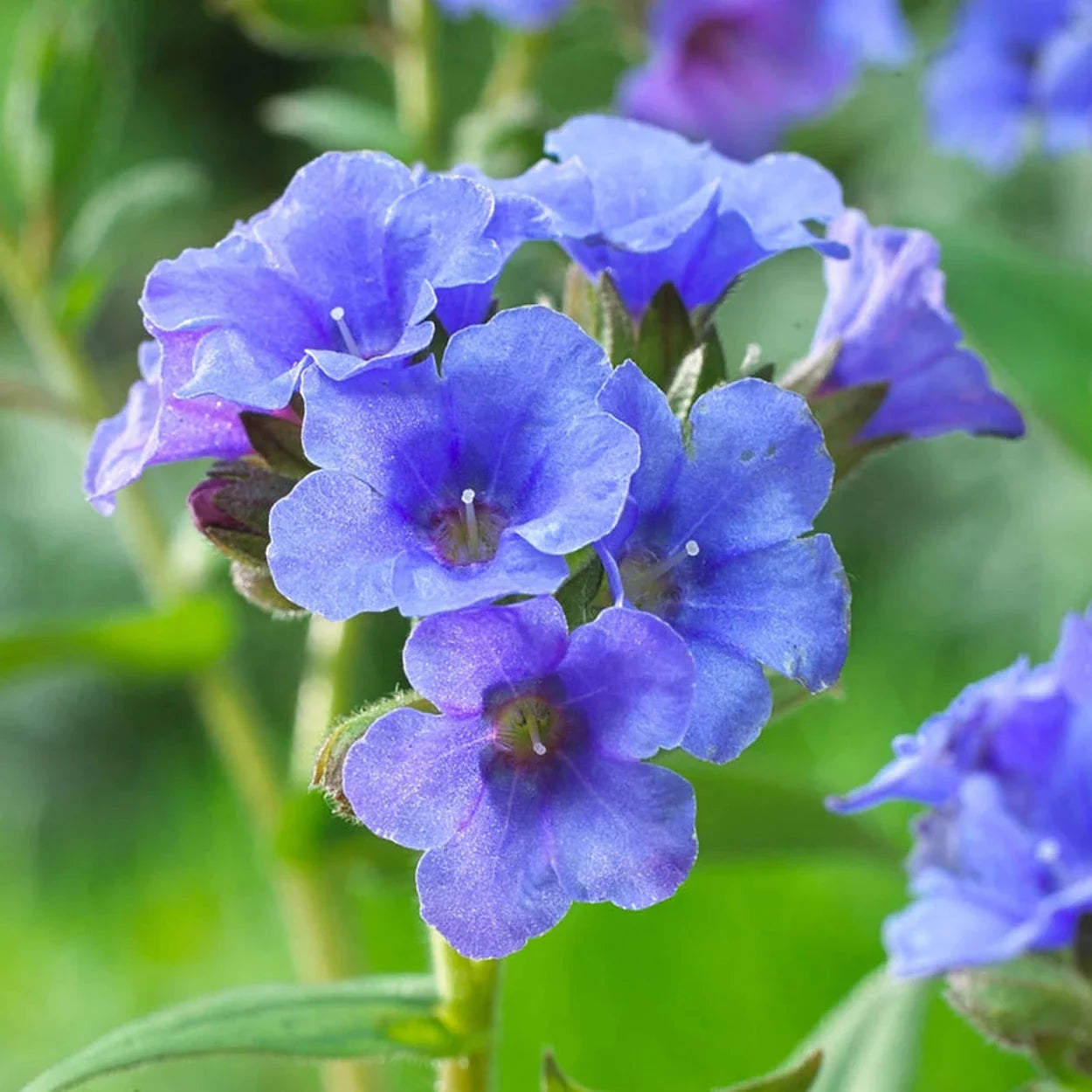 Blue Pulmonaria Lungwort Seeds, Hardy Heirloom Non-GMO Flowers for Shade Gardens & Planting