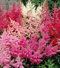Astilbe Flower seeds for Planting Sun Loving Heirloom & GMO Free Seeds for Home Garden