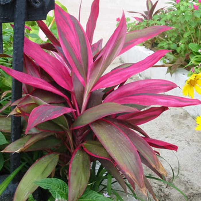 Cordyline Australis Flower seeds for Planting Fragrant Blossoms Heirloom & GMO Free Seeds for Home Garden 
 
 Sale