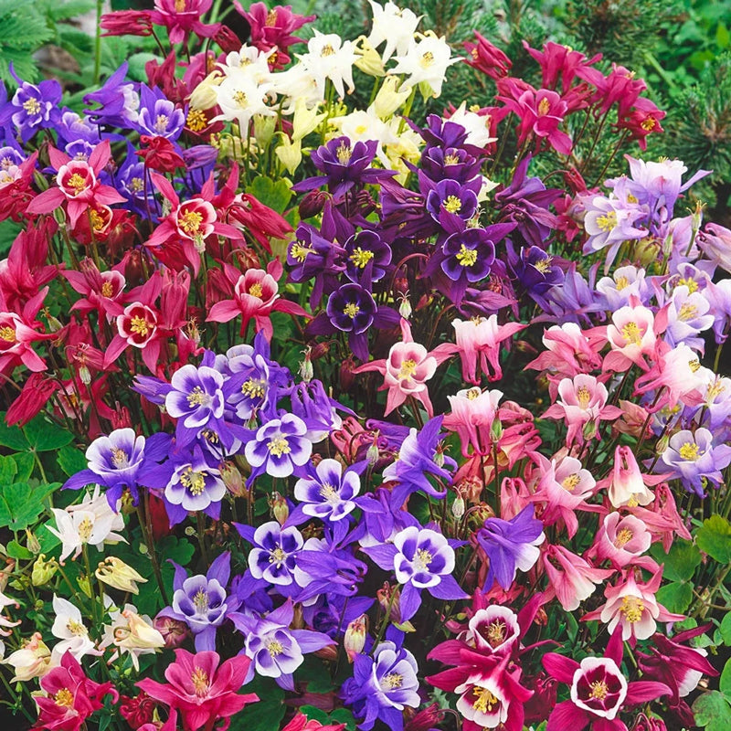 Columbine Biedermeier Flower seeds for Planting Fragrant Blossoms Heirloom & GMO Free Seeds for Home Garden