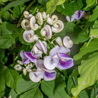 Vigna Caracalla Flower Seeds For Planting