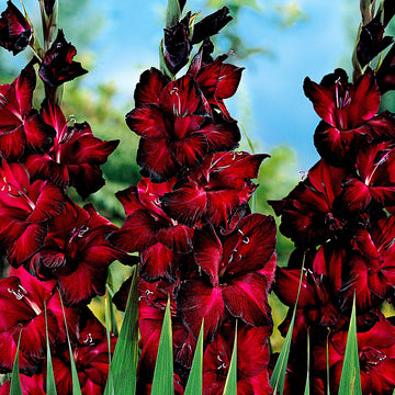 Deep Red Gladiolus Flower Seeds – Drought Tolerant Heirloom & NonGMO Seeds for Home Garden
 
 Sale