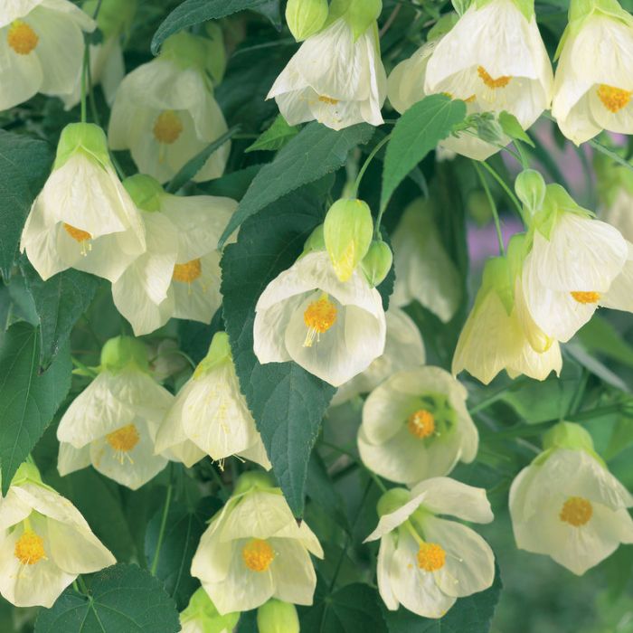 Abutilon Flower seeds for Planting - Seasonal Bloomer, Heirloom & GMO Free Seeds for Home Garden