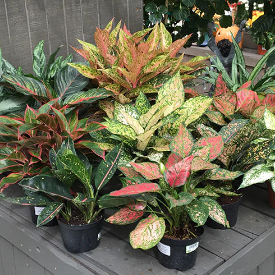Mixed Aglaonema Flower seeds for Planting - Premium Quality, Heirloom & GMO Free Seeds for Home Garden