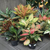 Mixed Aglaonema Flower seeds for Planting - Premium Quality, Heirloom & GMO Free Seeds for Home Garden
