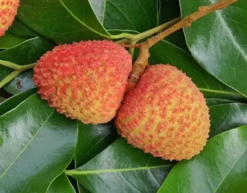 Orange Litchi Fruit Seeds for Planting - Grow Your Own Litchi Trees